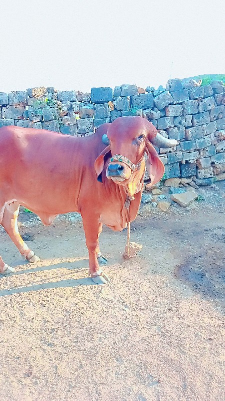 ગાય વેસવાની સે