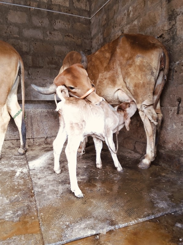 દેસીવોળકીવેસવાન...