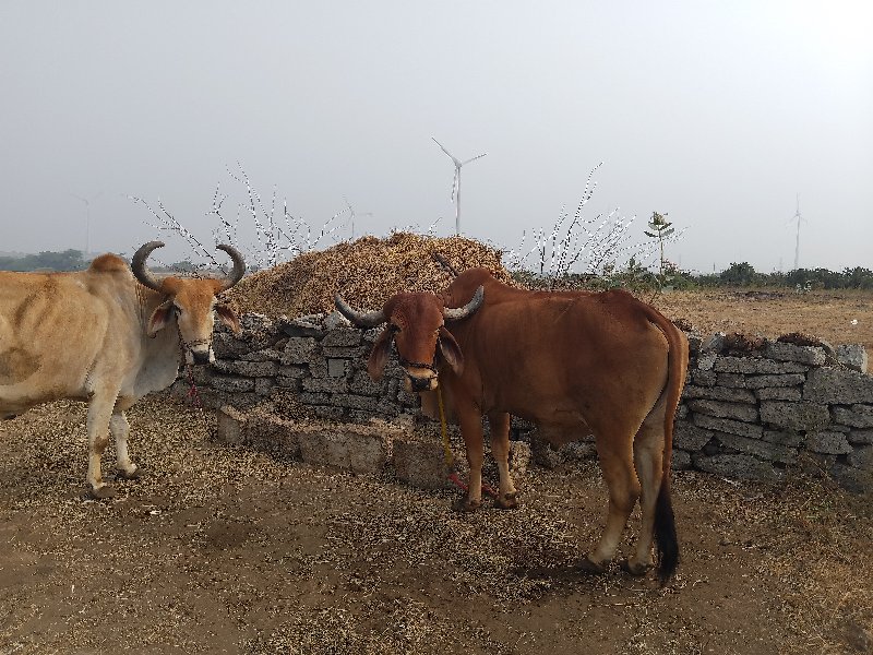 બળદ વેચવાના છે