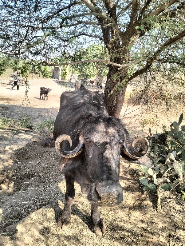 રાહુલ ગોરીયા