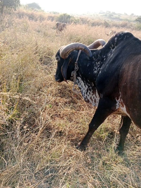 ગાય વેચવાની છે