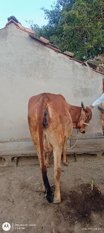 વોડકી વેચવાની છ...