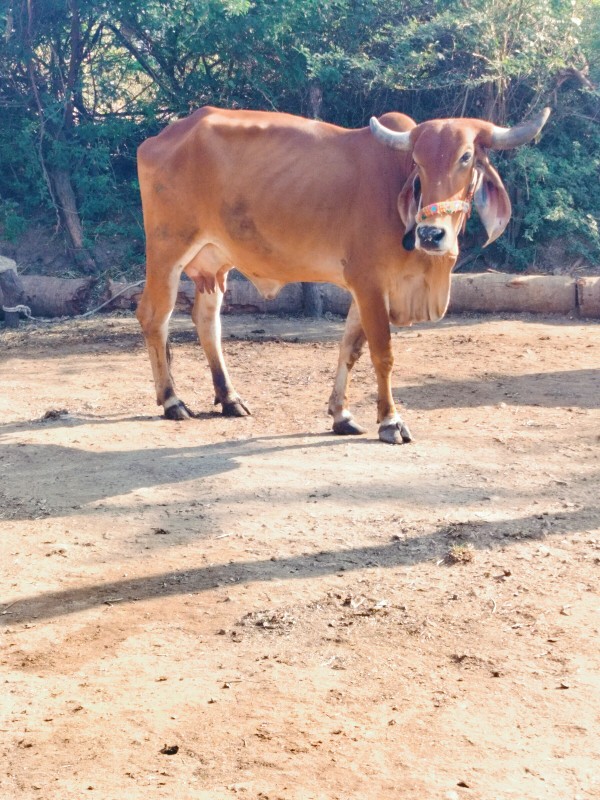 ગાય દેવાનિછે