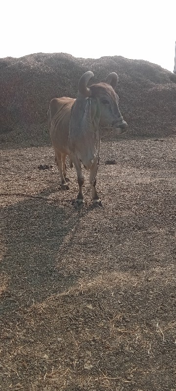 બળદ વેચવા નો છે