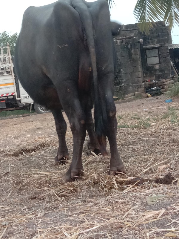 ભેંસ વેચવાની છે...