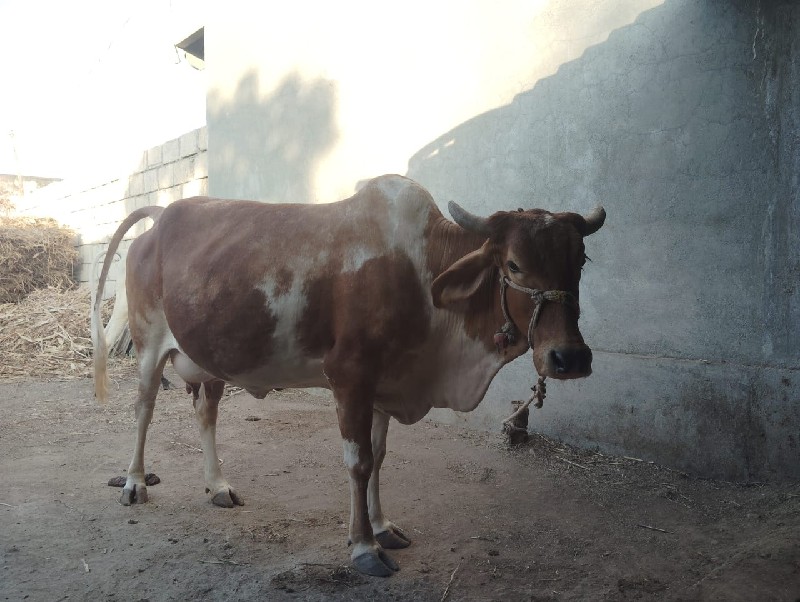 ગાય વેચવાની છે