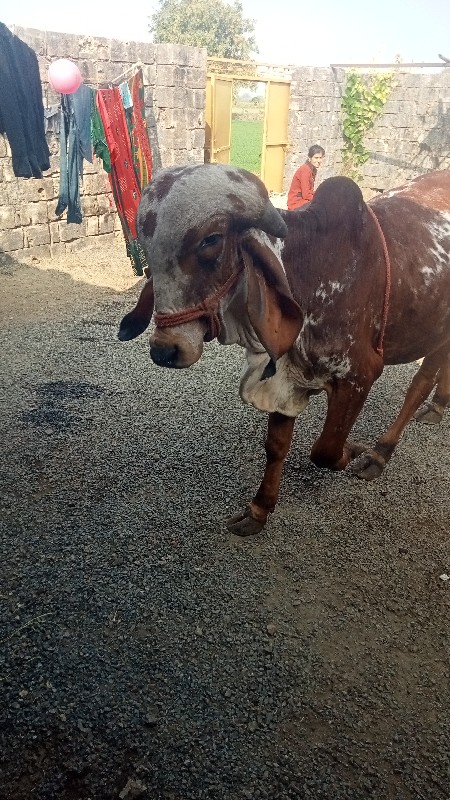 ખુટ વેચવા નું છ...