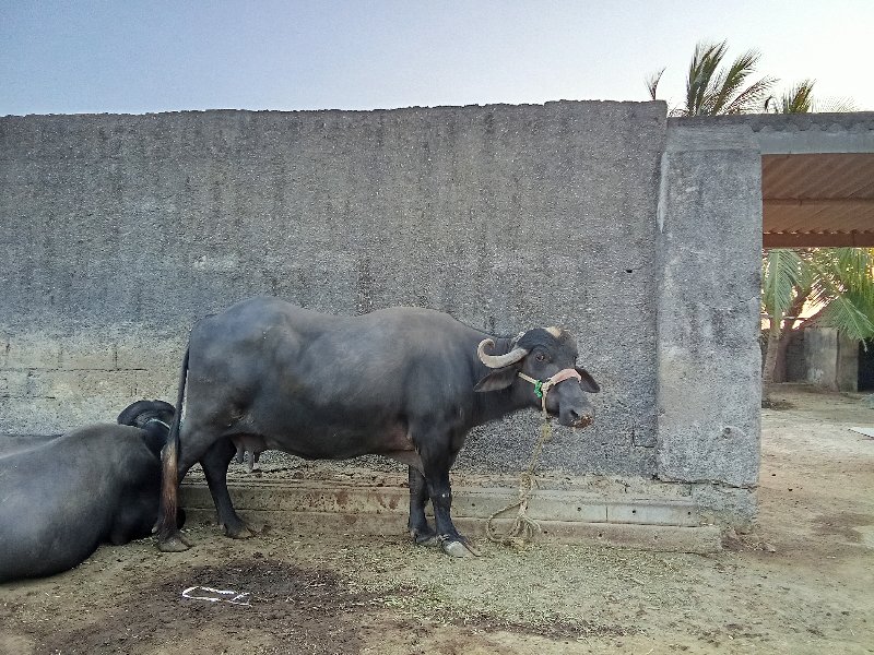 ભેંશ વેચવાની છે