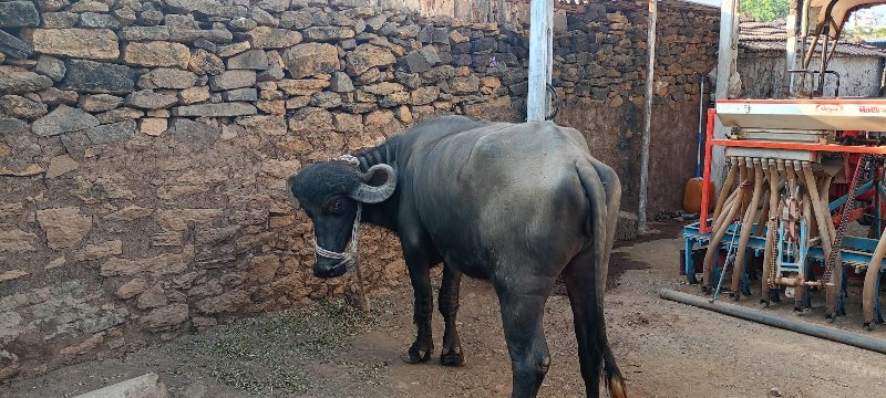 ખળેલુ