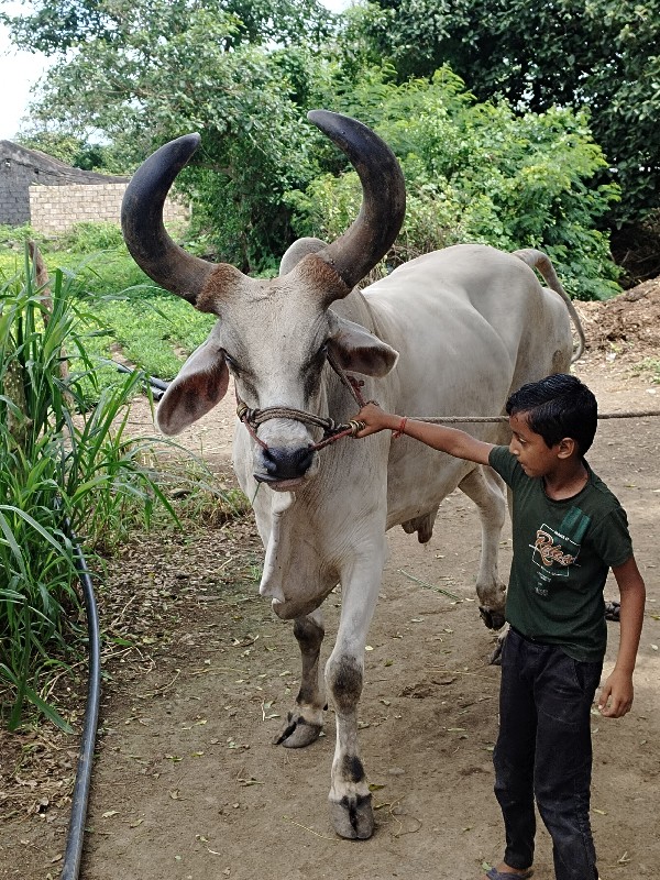 બળદ વેચવાનો છે