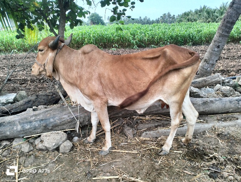 ગાય વેચવાની છે