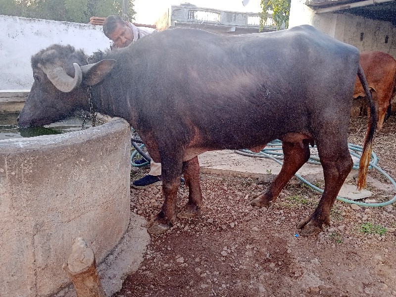 ભેંસ વેચવાની છે