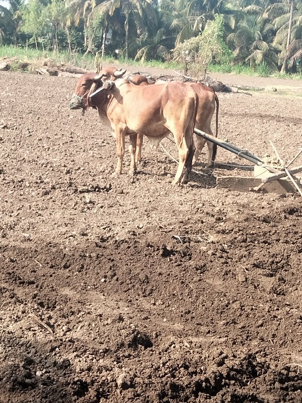 ગોઢલા વેચવાના છ...