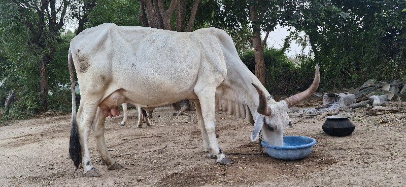 ગાય વેચવાની છે