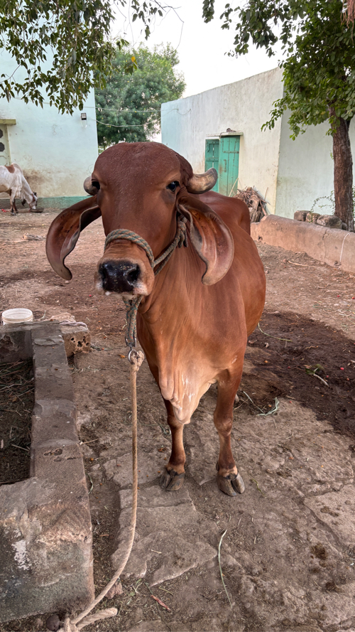 ગાય વેસવાની હે