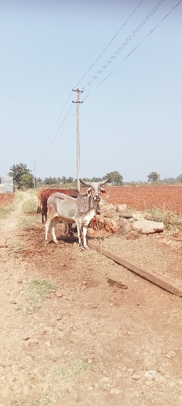 બળદ વેચવાના છે