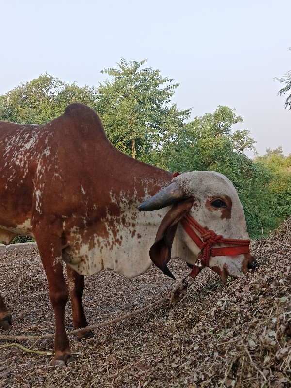 બંને ઓડકી વેચવા...