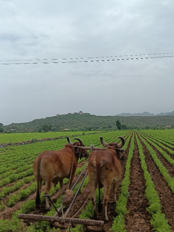 બળદ વેચવાના છે