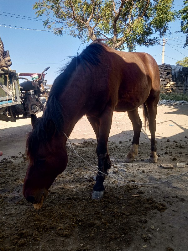 ઘોડો 🐎 છે