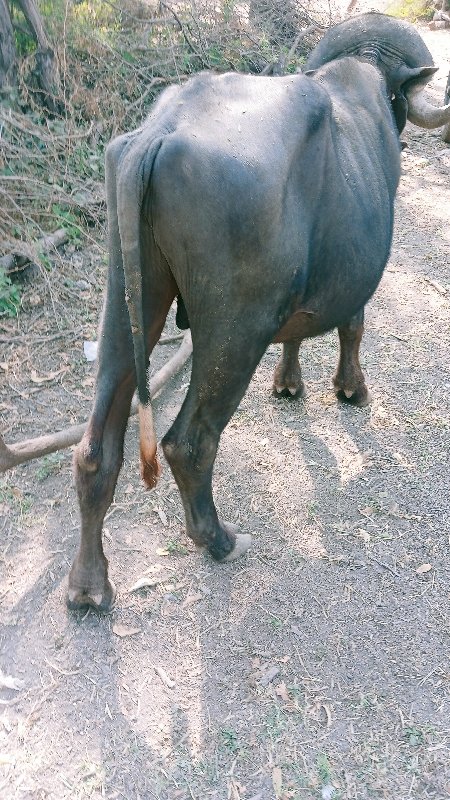 પાડો વેચવાનો છે