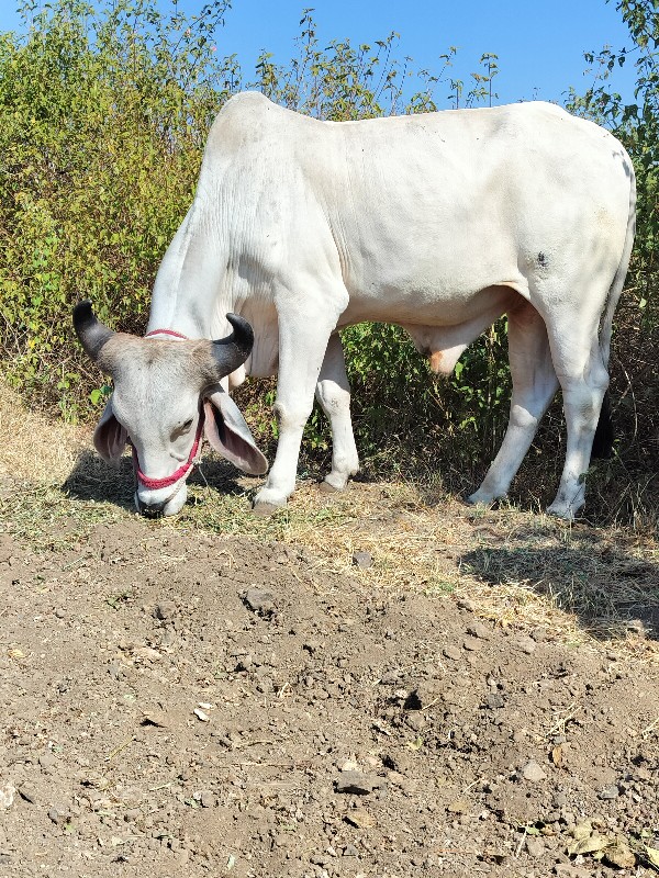 વેચવા નો છે