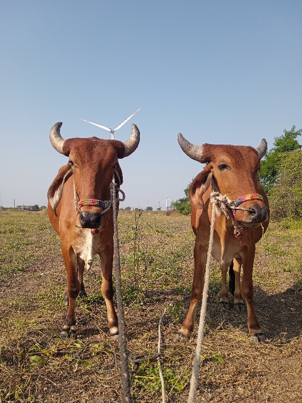 ગોરીયા ગોઢલા 1વ...