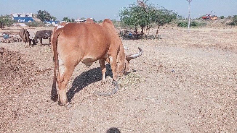 બળદ વેચવાનો છે