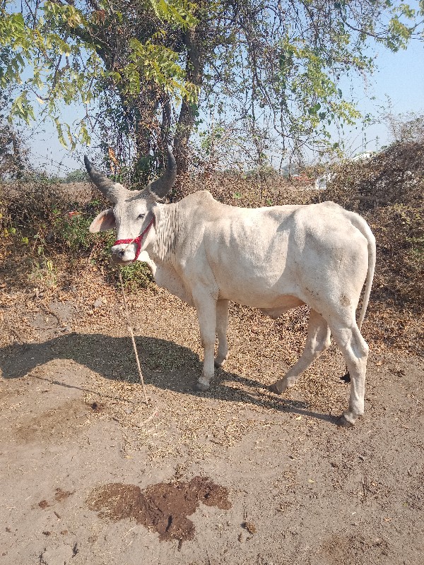 ઘો ધ લો વેચવા ન...