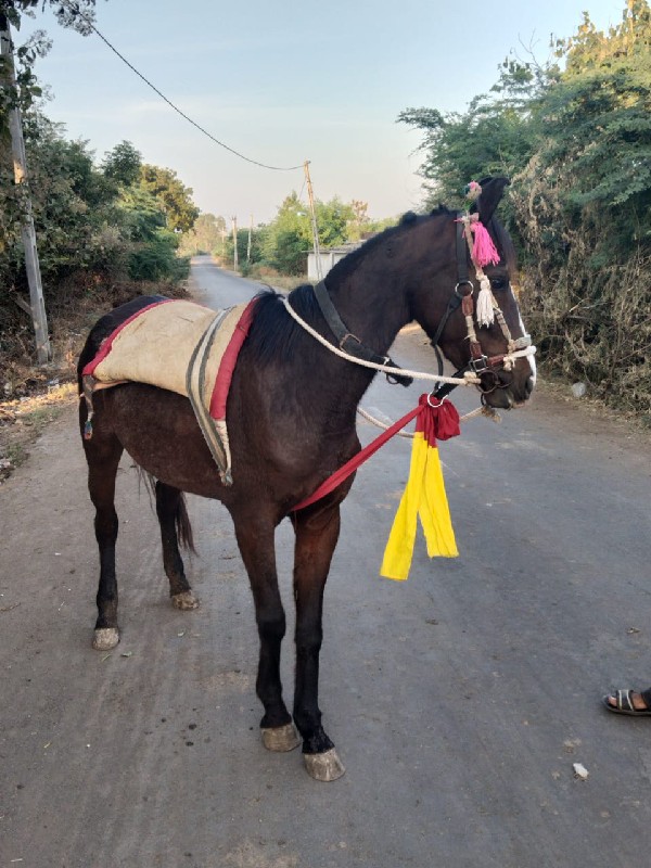 વછેરિ