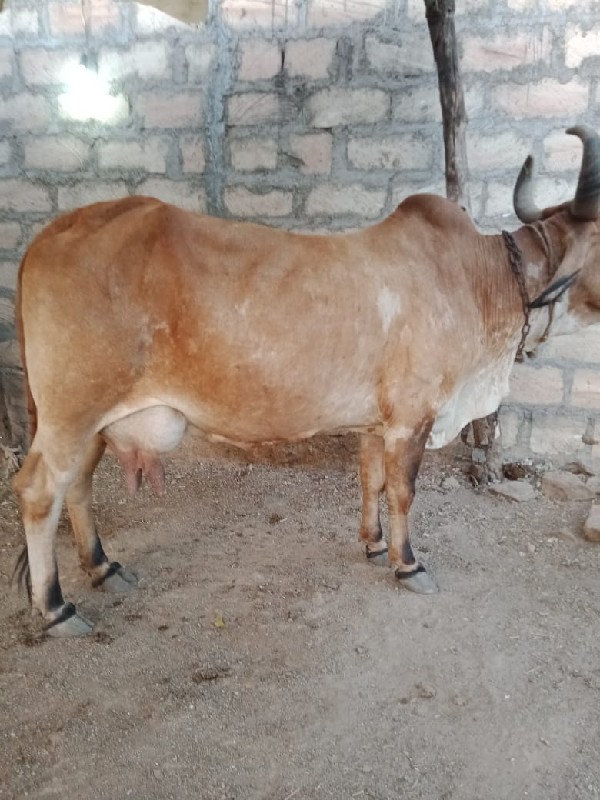 3 ગાઈ