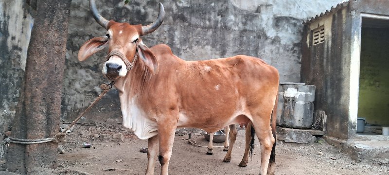 ગાય વેસવાની સે