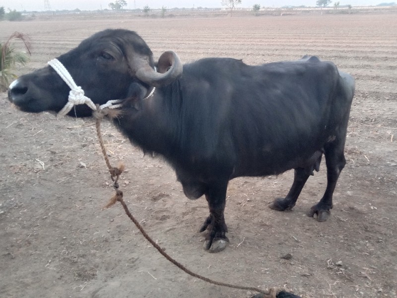 ભેંસ વેચવાની છે