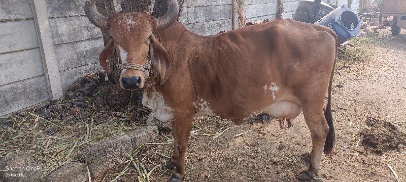 ગાય લેવા માટે મ...