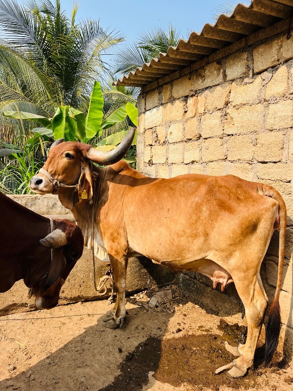 ગાય વેચવાની છે