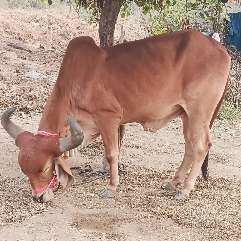 વડલો વેચવાનો છે...