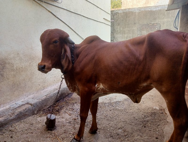 મહેશભાઈ ઓડેદરા...