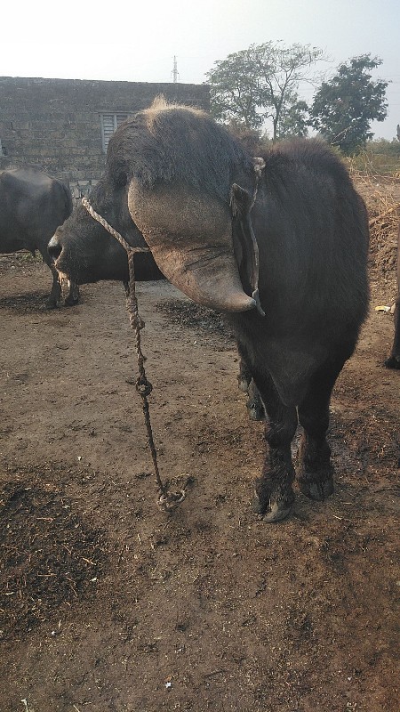 પાડો વેચવાનો છે