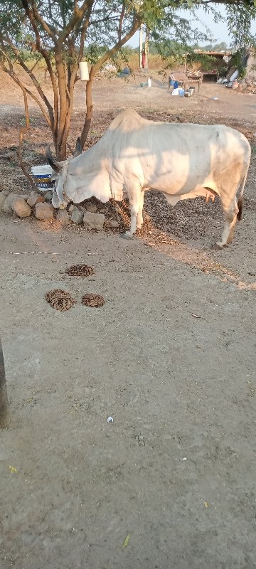 ગાય વેચવાની છે