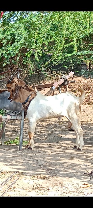 બકરો વેચવાનો છે...