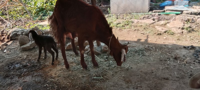 બકરી વેચવાની છે