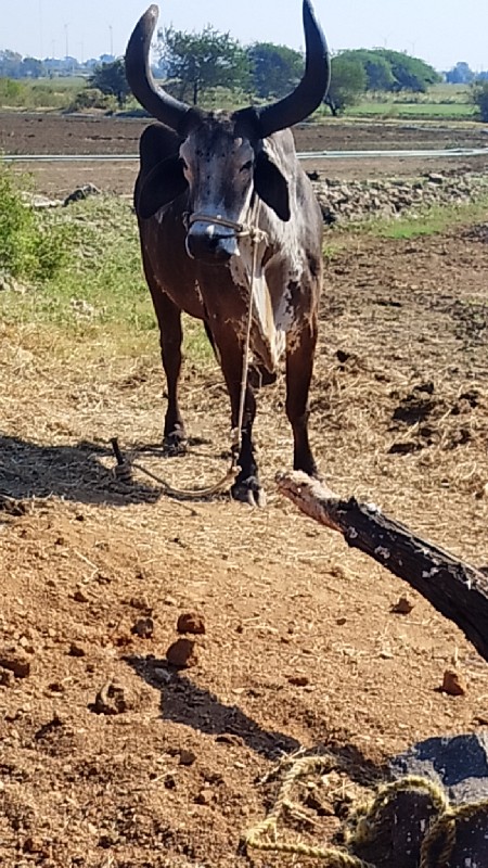 બળદ વેચવાના છે