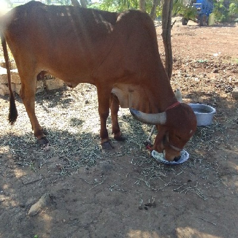 ગાય વેશવાની છે