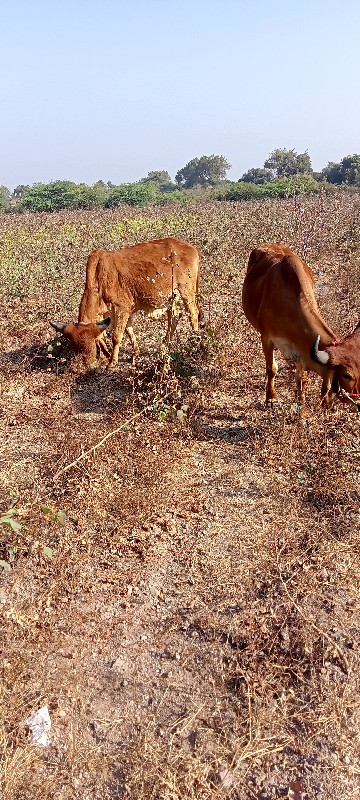 બડદ