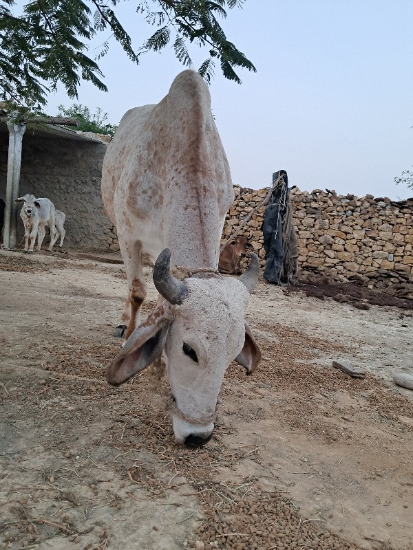 કાબરો ગૉઢલો