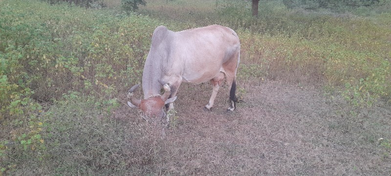 ગાય અને વાસડિ વ...