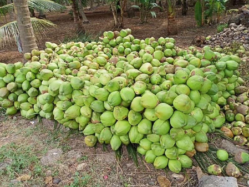 માંગરોળ જૂનાગઢ...