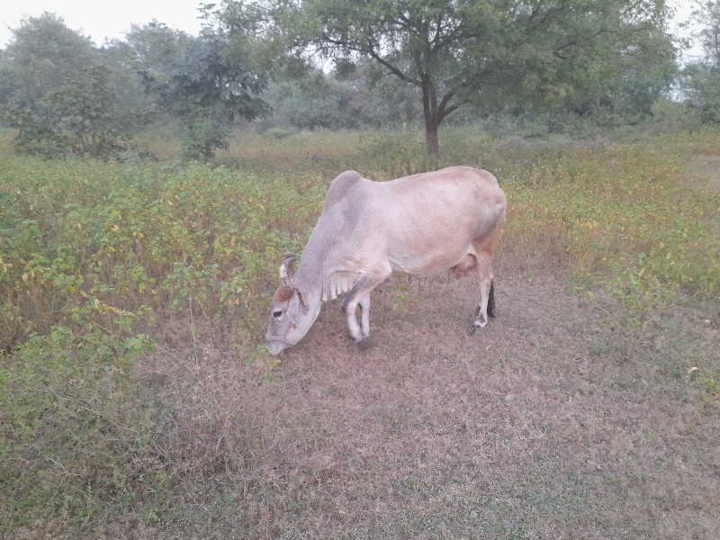 ગાય અને વાસડિ વ...