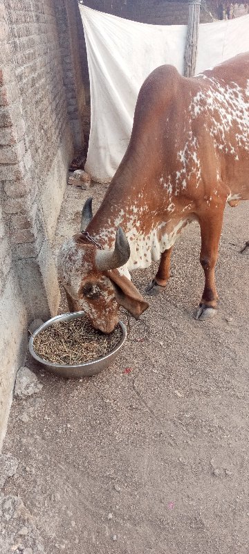 ગાય વેચવાની છે