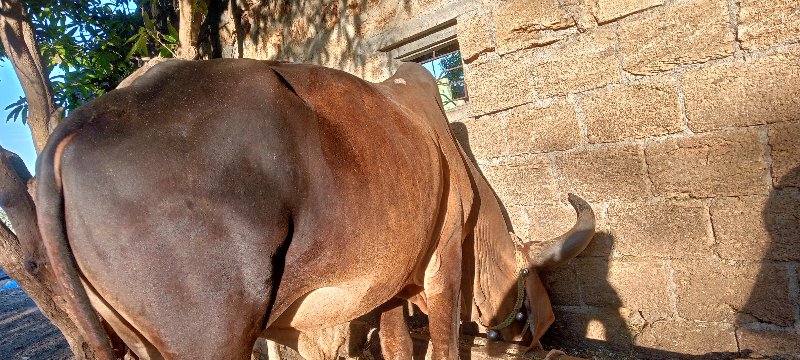 ગોઢલા વેચવા ના...