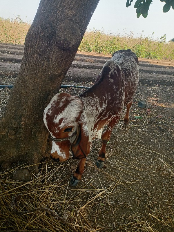 વારસો વેસવાનોશે